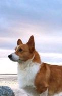 Fotos Similares: Filhotes de Corgi Pembroke 