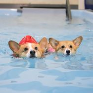 Fotos Similares: Filhotes de Corgi 