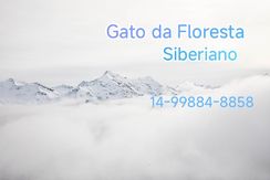 Gato da Floresta Siberiano com Pedigree