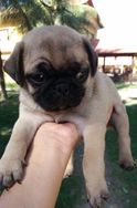 Pug Macho