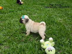 Pug Femea a Pronta Entrega, Pelagem Abricot Whats 51 9.9418.9321