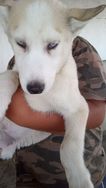 Husky Siberiano Olhos Azuis, na Promocao!