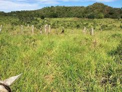 Vendo Fazenda 1120 Hectares