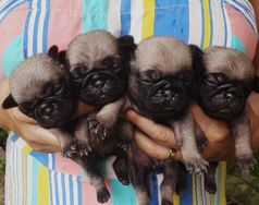 Pug Macho para Reserva