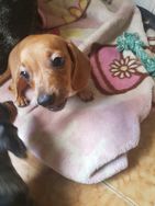 Dachshund (teckel, Basset, Cofap, Salsicha)