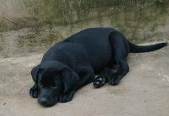 Labrador Amarelo, Chocolate e Preto Filhotes Amáveis