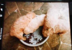 Fotos Similares: Lindos Filhotes de Poodle 