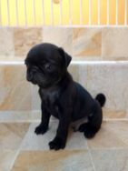 Pug Lindos Filhotes