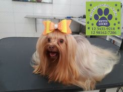 Tosa em Cães com pelo Longo