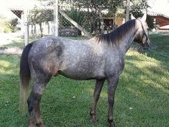 Cavalo Quarto de Milha Puro de Origem Registrado