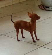 Meu Cachorro Perdido