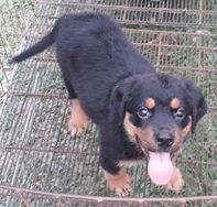 Rottweiler Disponiveis Filhotes RJ - Seropedica - Especializados