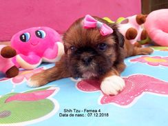 Shih Tzu Femea 1.000,00 ou 12x de 100,40 Whats 51-9.9418.9321