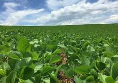 Fotos Similares: Sementes de Alta Qualidade Soja,sorgo e Todas Sementes de Pastagens 