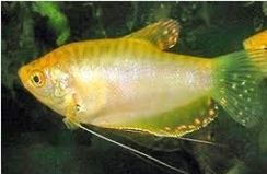 Peixes Tricogáster Azul ou Ouro Saco com 5 Unidades