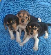 Beagle Lindos Filhotes