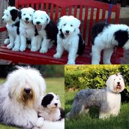 Old English Sheep Dog