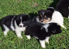 Border Collie