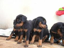 Doberman Preto Chocolate