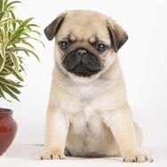 Fotos Similares: Pugs à Venda 