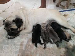 Filhotes de Pug