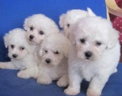 Poodle Lindos Filhotes