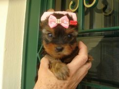 Filhotes a Pronta Entrega Yorkshire Terrier