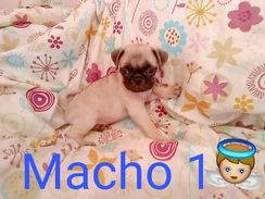 Lindo Filhote de Pug