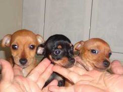 Fotos Similares: Filhotes de Pinscher 