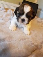 Shih Tzu Filhote