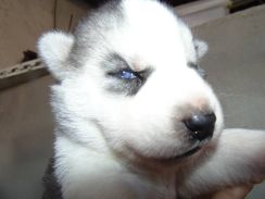 Husky Siberiano