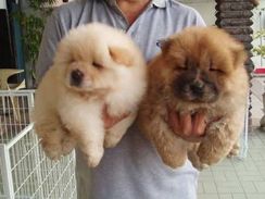 Filhotes de Chow Chow