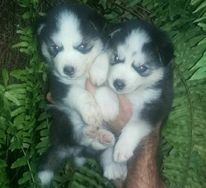 Husky Siberiano Lindos Filhotes