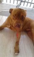 Doa SE Cachorro Pitty Bull