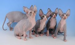 Fotos Similares: Sphynx Machos e Femeas Lindos Filhotes 