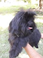 Shihtzu Preto Macho Disponivel para Entrega Todo Vacinado RJ