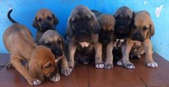 Fila Brasileiro