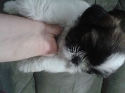 Filhotes de Shih Tzu