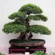 Curso Como Cultivar Bonsai