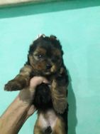 Vende-se Lindos Filhotes de Yorkshire Terrier