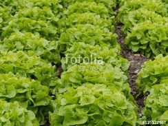 Verduras