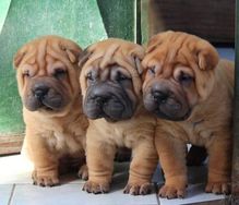 Sharpei Filhotes