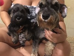 Lindos Filhotes Schnauzer Miniatura