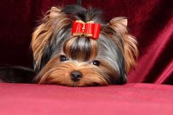 Belissimos Filhotes de Yorkshire Terrier