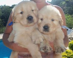 Canil em Bh Filhotes de Cães da Raça Golden Retriever