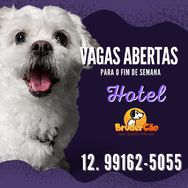 Sua Hospedagem de Cães em Sjcampos e Jacareí