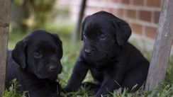 Filhotes de Labrador Amarelo , Chocolate e Preto