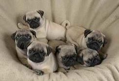 Filhotes de Pug Legítimos Raça Pura Machos