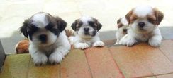 Shihtzu Filhotes