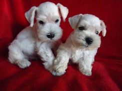 Schnauzer Sal e Pimenta